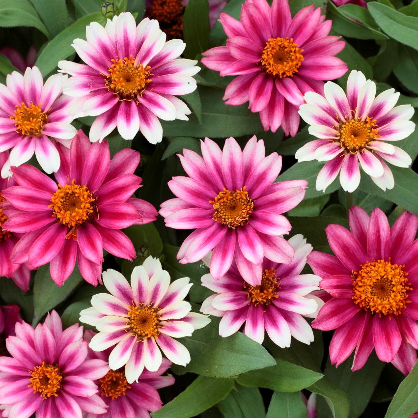 Cherry Bicolor Profusion, Zinnia Seeds Urban Farmer